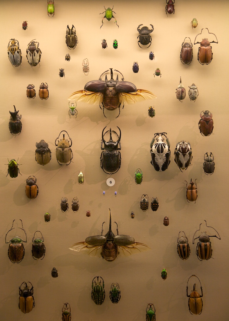 WLA_vanda_Collection_of_Beetles.
