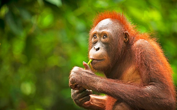 An_orangutan_chewi_3057279b.jpg