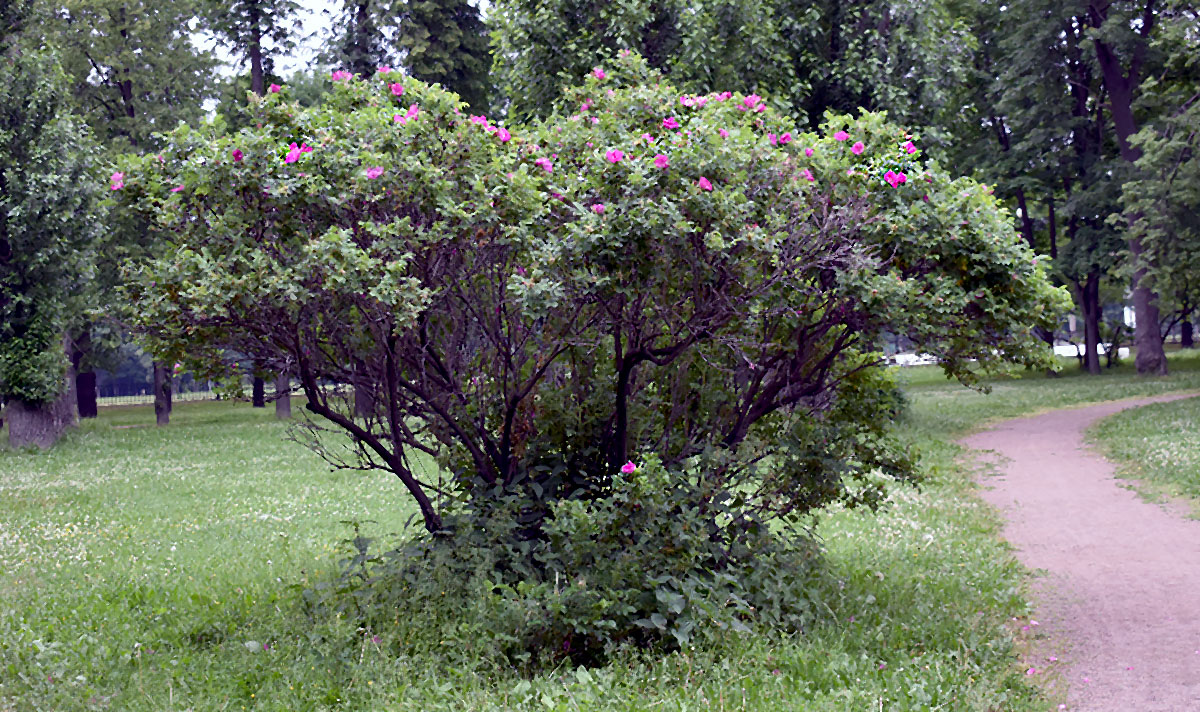 Вяземский сад