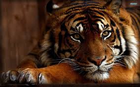 Tiger11.jpg