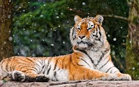Tiger4.jpg