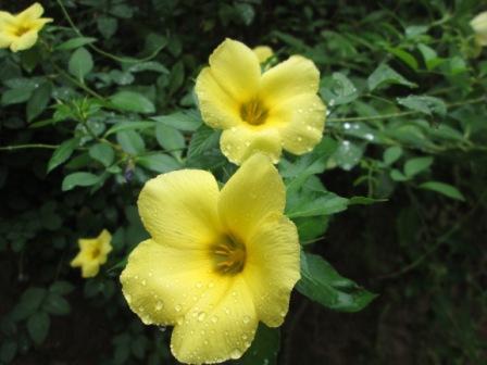 Flowers-in-Sri-Lanka (1).JPG