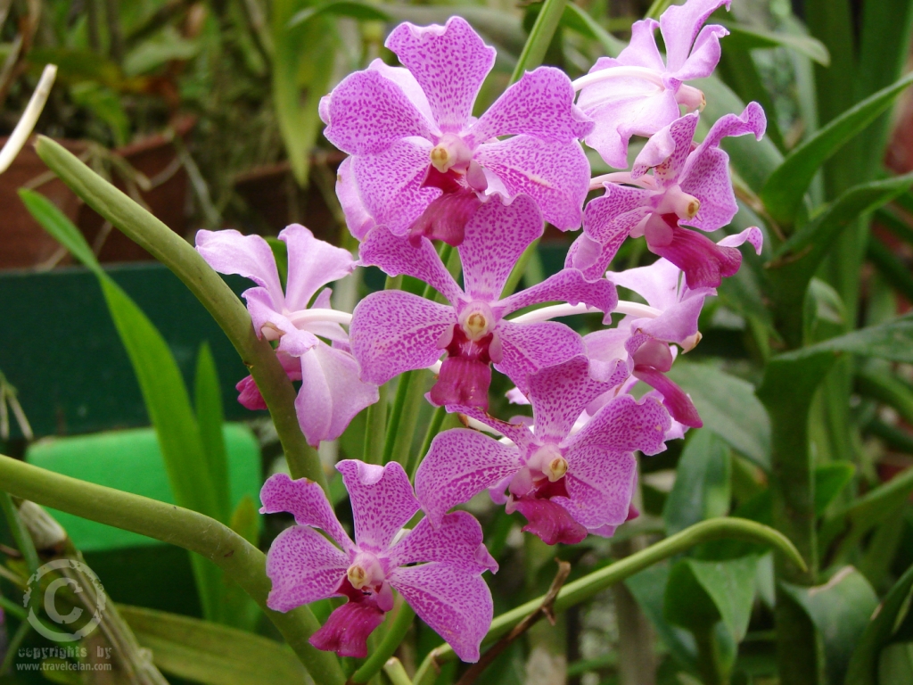Sri Lanka orchid collection-0314