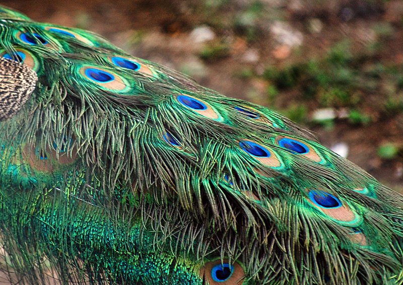 Peacock-plumage550.jpg