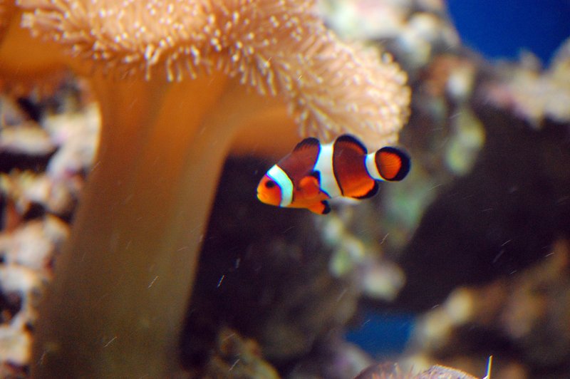 Clown-fish-in-coral-reef1099.jpg