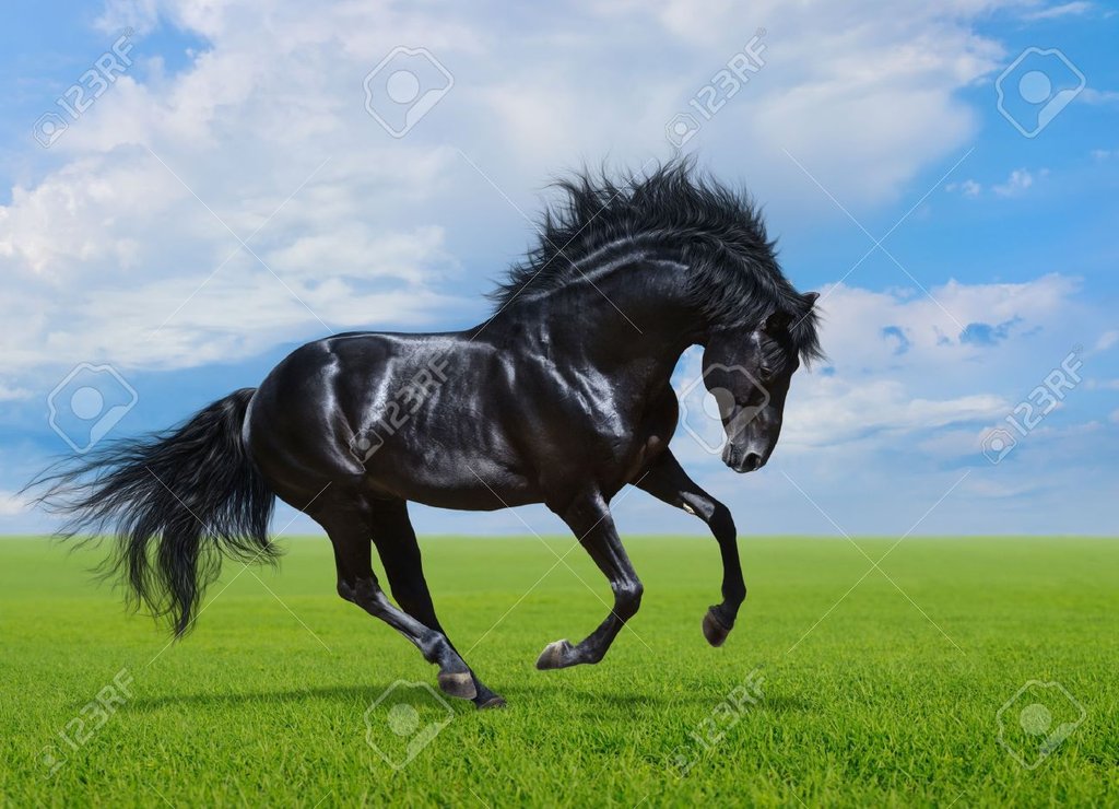 18049454-Black-stallion-gallops-