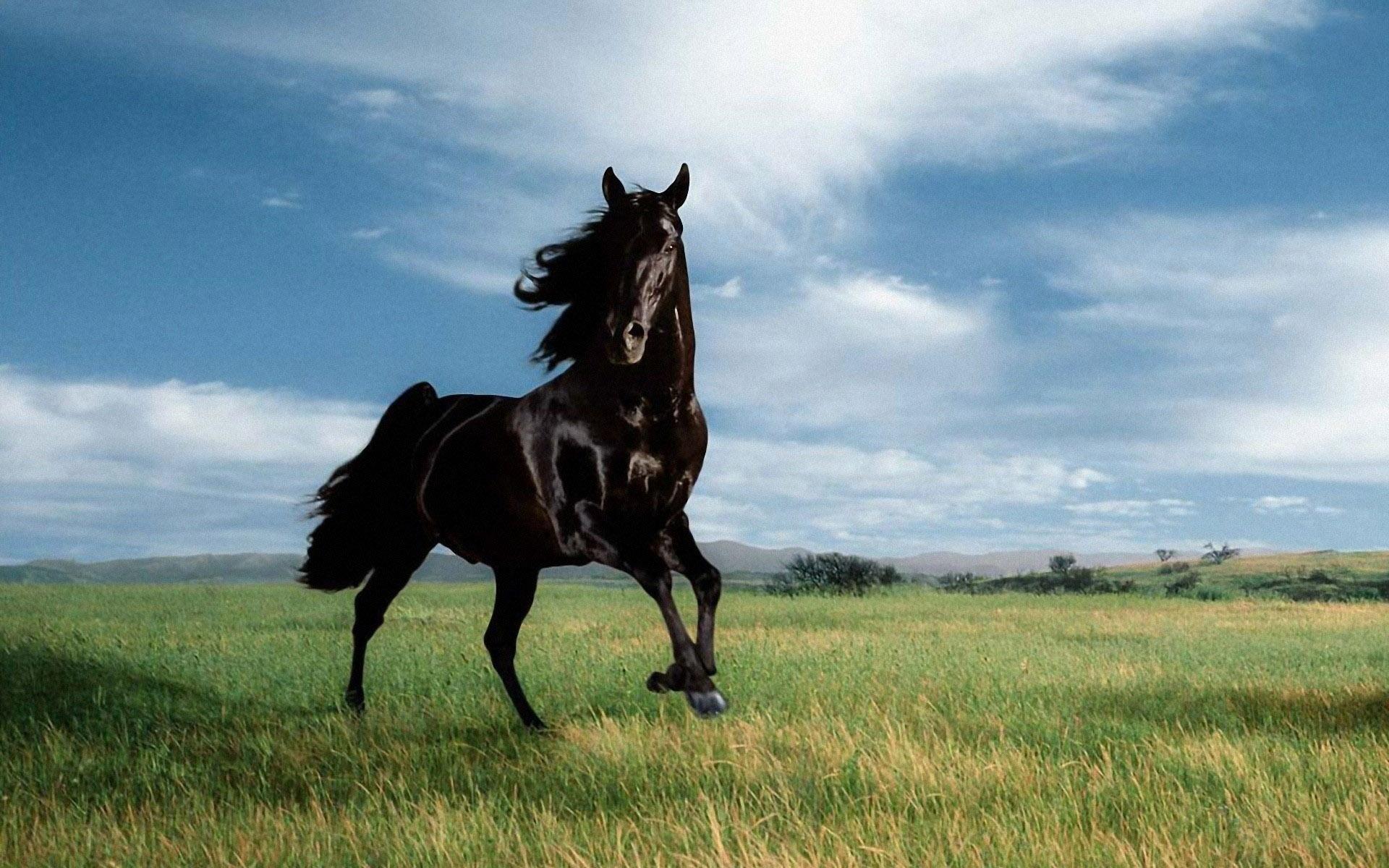 Beautiful-Black-Horse-Wallpaper-