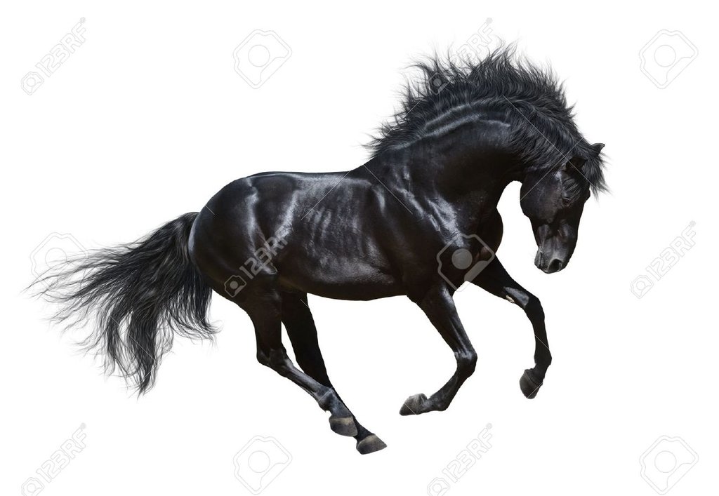 16439206-Black-stallion-in-motio