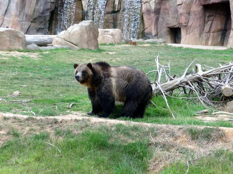 Bear-at-Knoxville-Zoo-1000.jpg