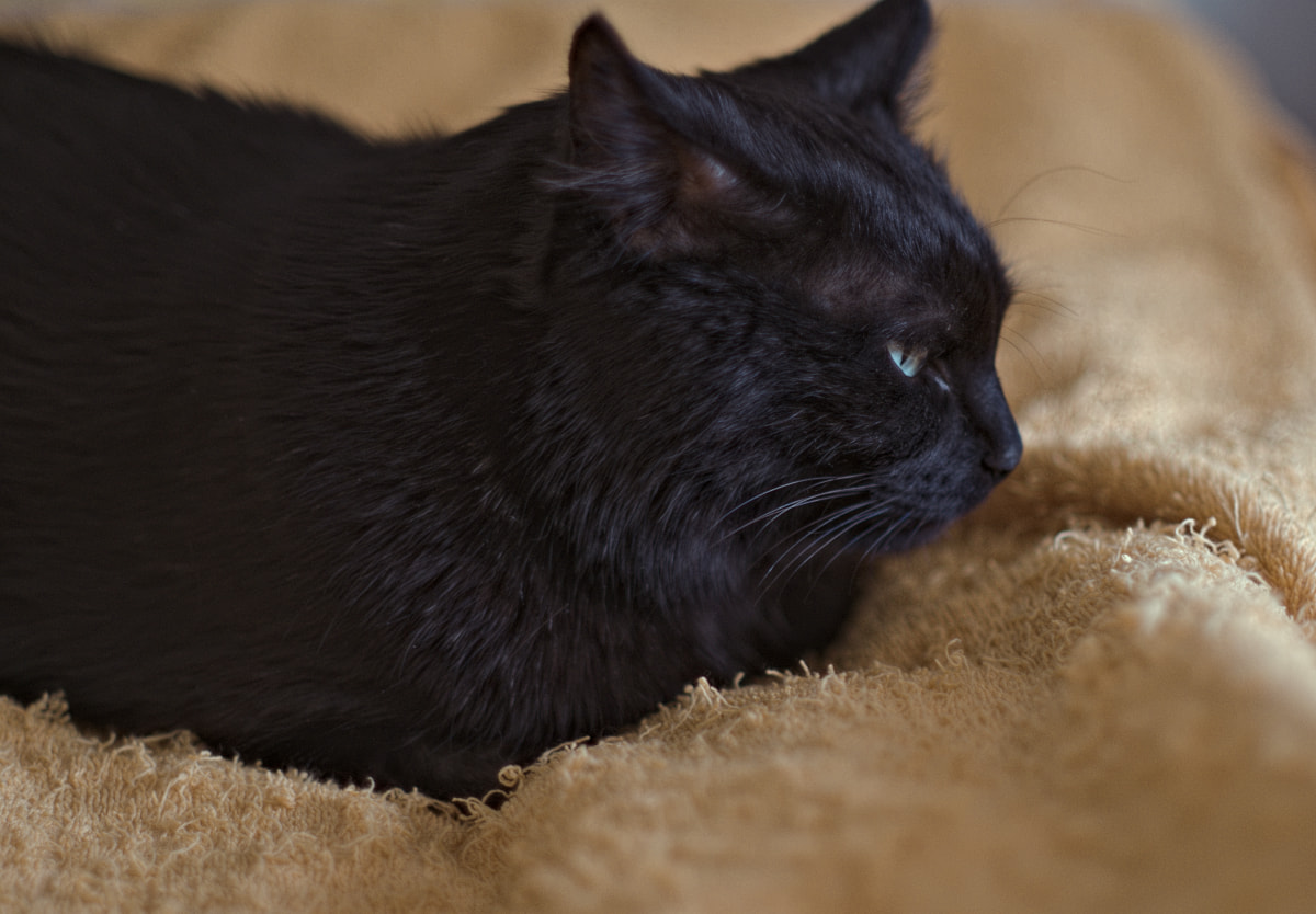my-old-black-cat-201805.jpg