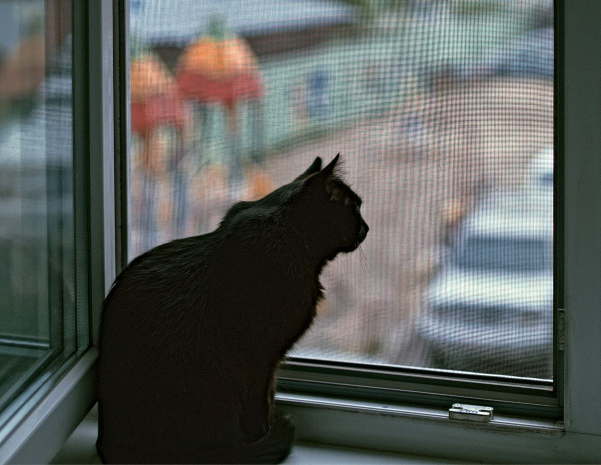cat-in-a-window..jpg
