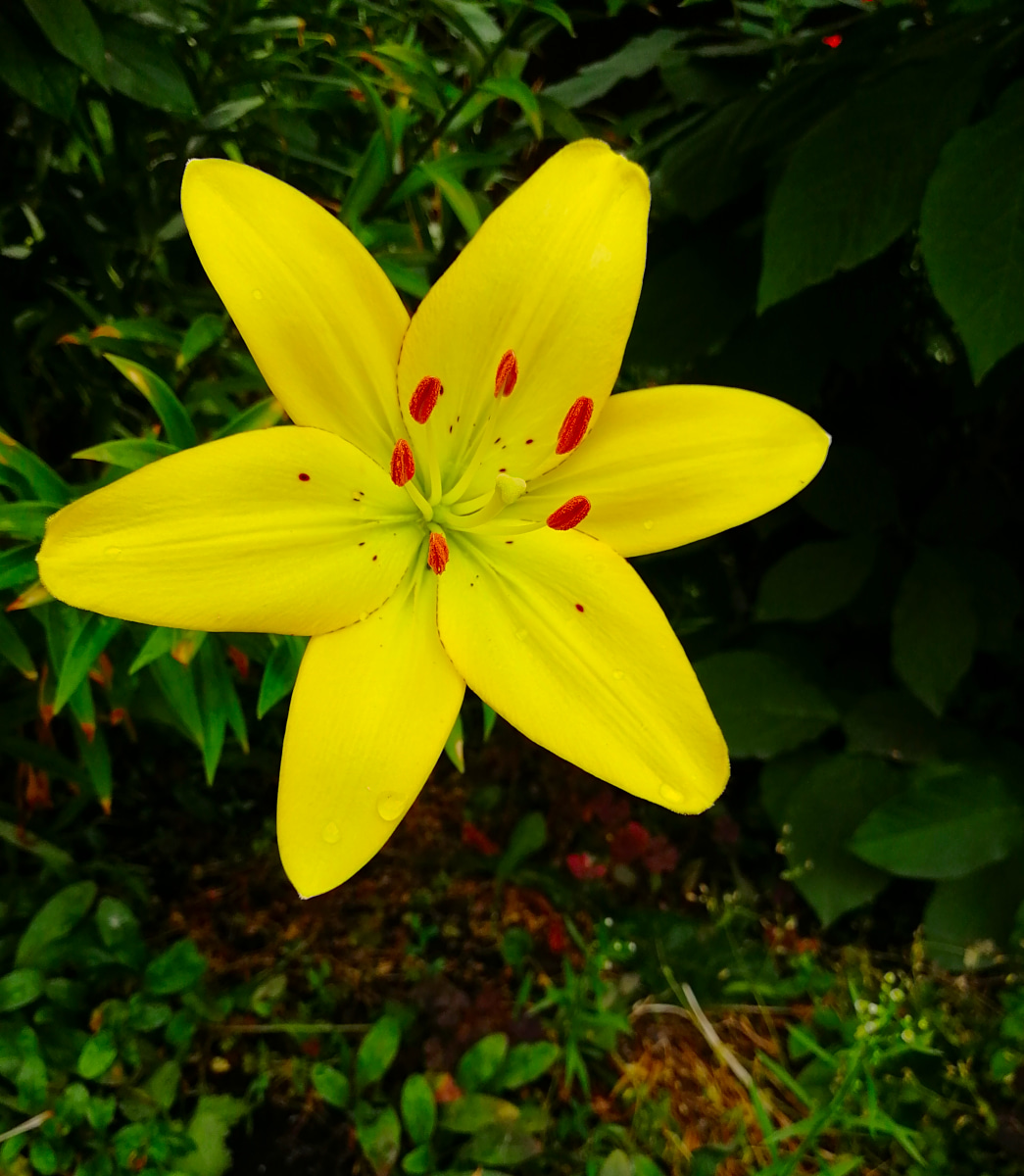 yellow-flower.jpg