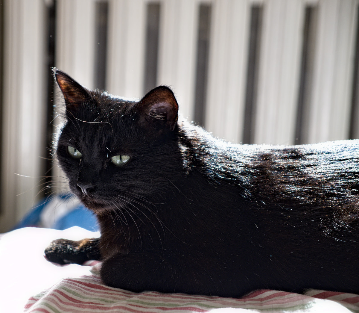 My-old-black-cat-conra.jpg