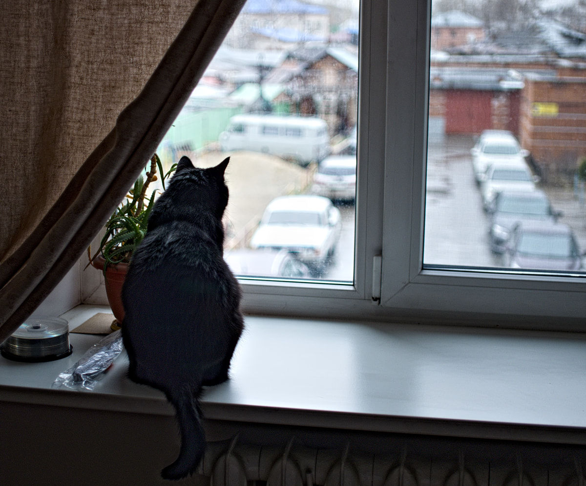 cat-and-snow-may.jpg