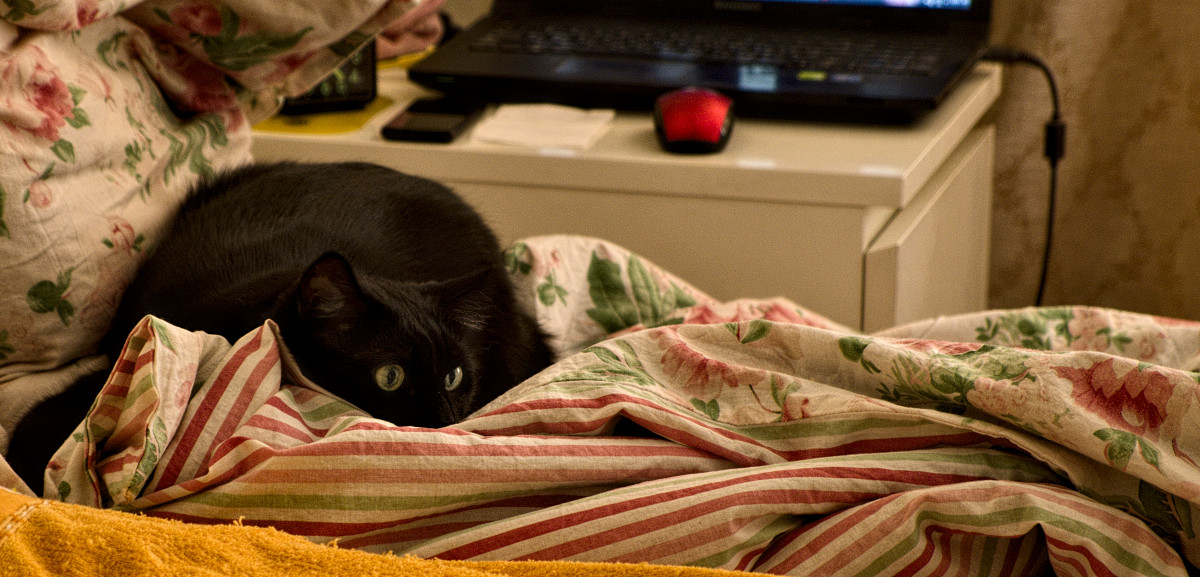 my-old-black-cat.jpg