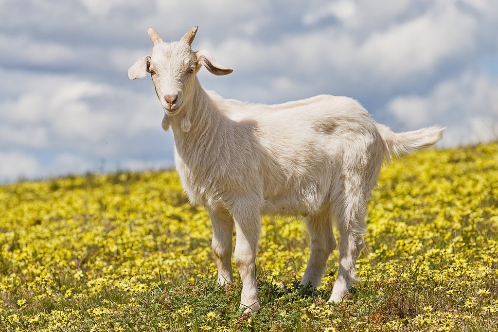 Domestic_goat_kid_in_capeweed.jp