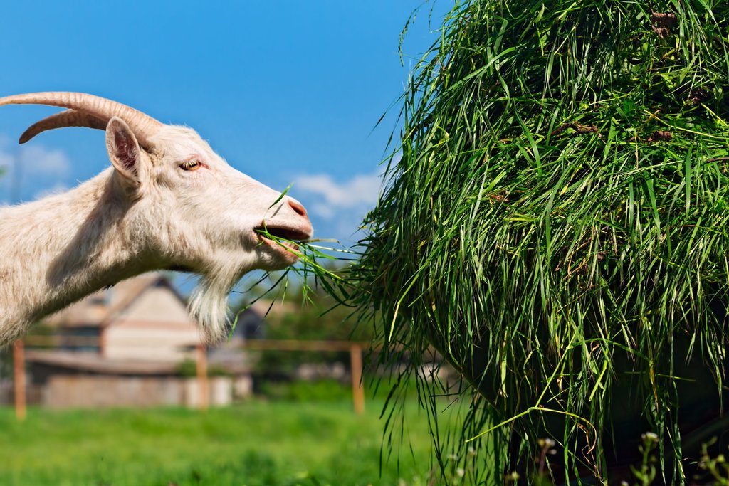 Goat-feeding-GettyImages-6962519
