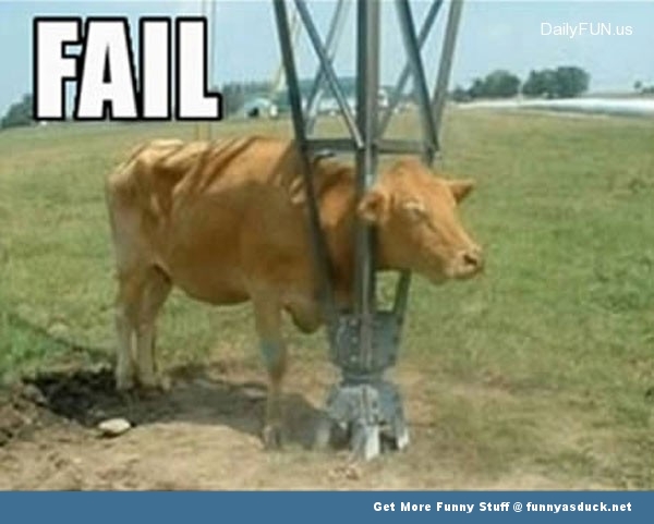 funny-cow-animal-fail1.jpg