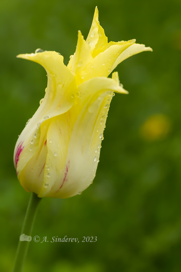 Жёлтый тюльпан в каплях дождя