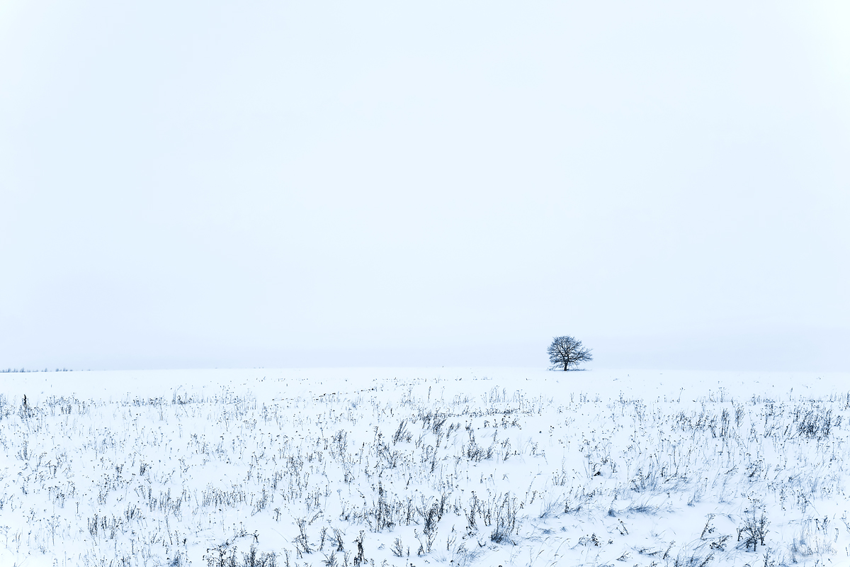 Одинокое дерево в снежном поле