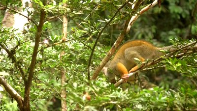 stock-footage-squirrel-monkey-sa