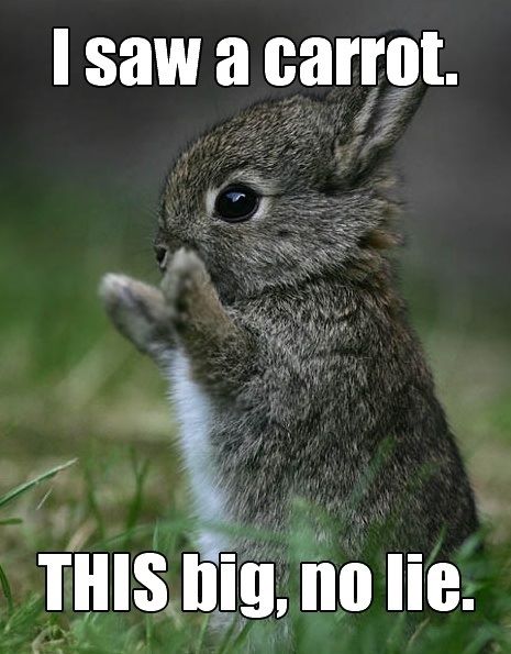 Lovely-bunny.jpg