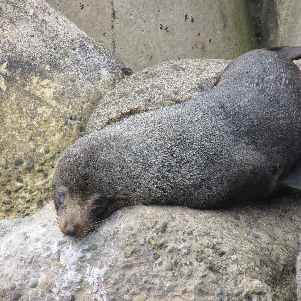 Seal, Oamaru,NZ.JPG