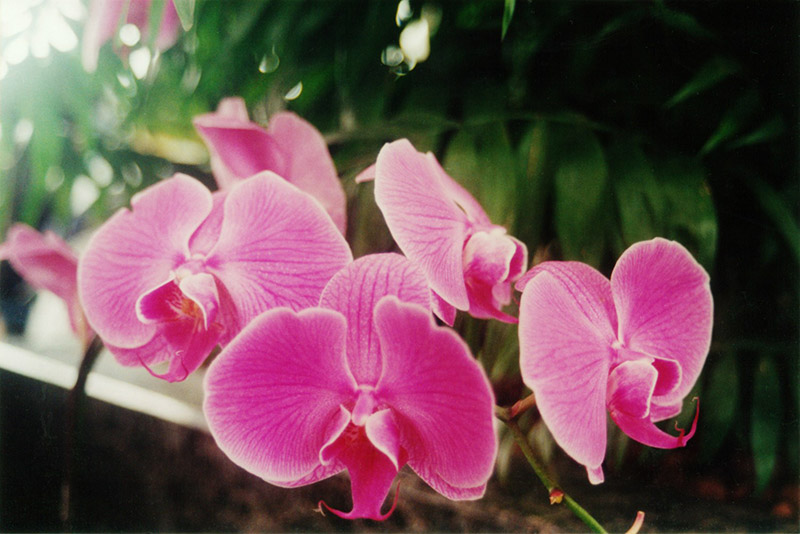Phalaenopsis sp..jpg