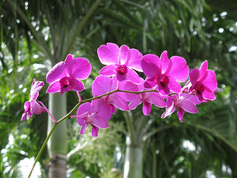 Vappodes phalaenopsis.jpg