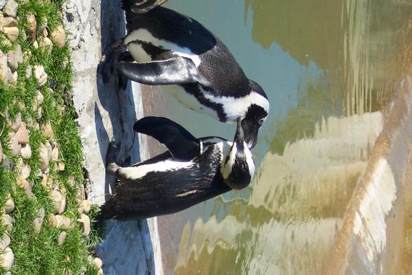 penguins kissing.jpg