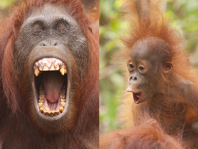 orangutan-smile1.jpg