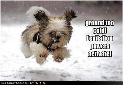 funny-dog-pictures-ground-cold.j
