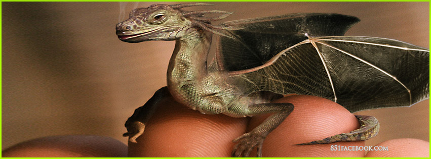 fantasy--rare-real-mini-dragon-c