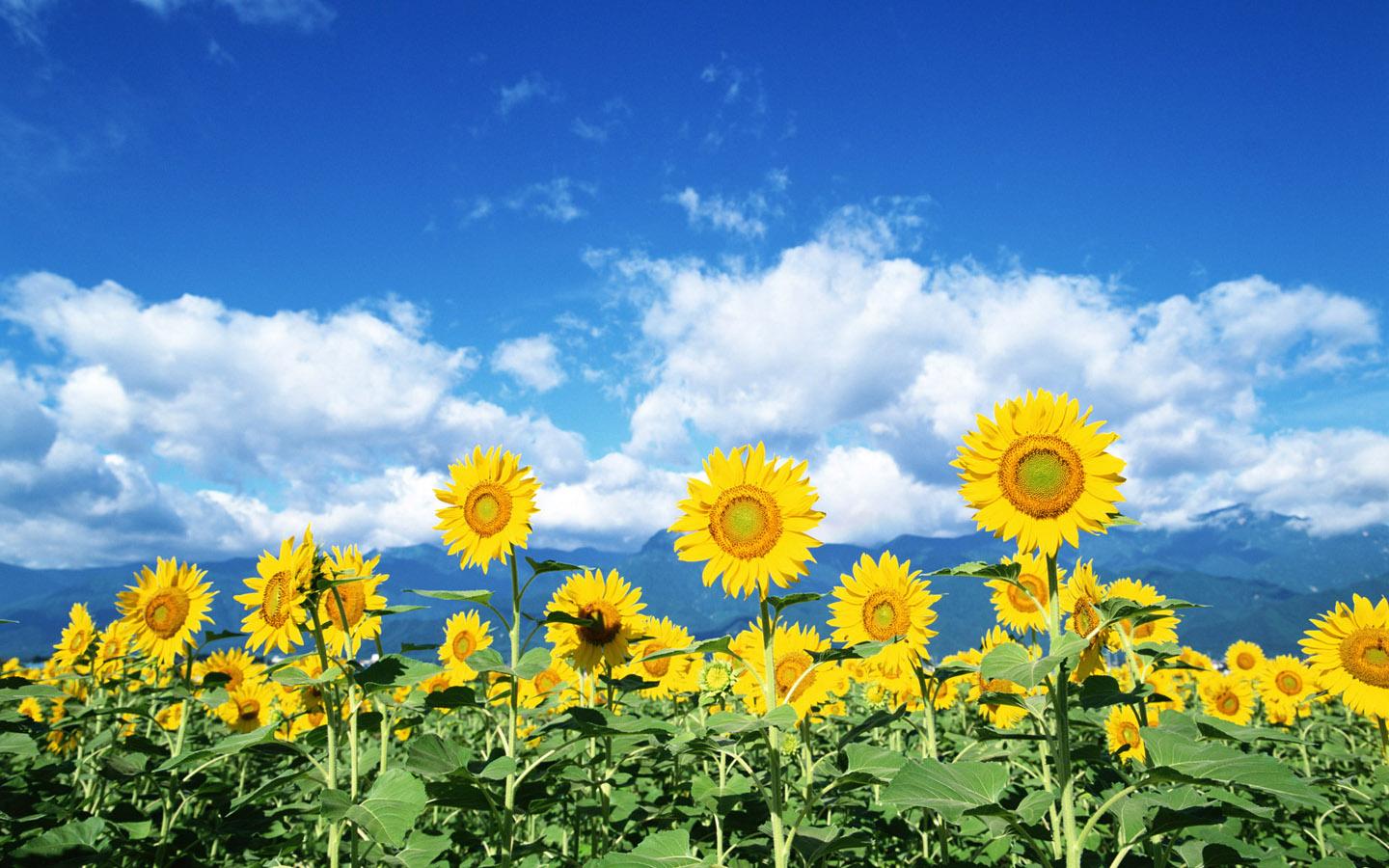 Sunflower01 (3) - Kopie.jpg