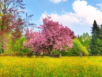 cherry_tree_wallpaper_plants_nat