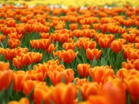 orange_tulips_wallpaper_flowers_