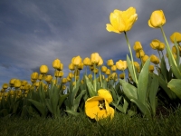 yellow_tulips_wallpaper_flowers_
