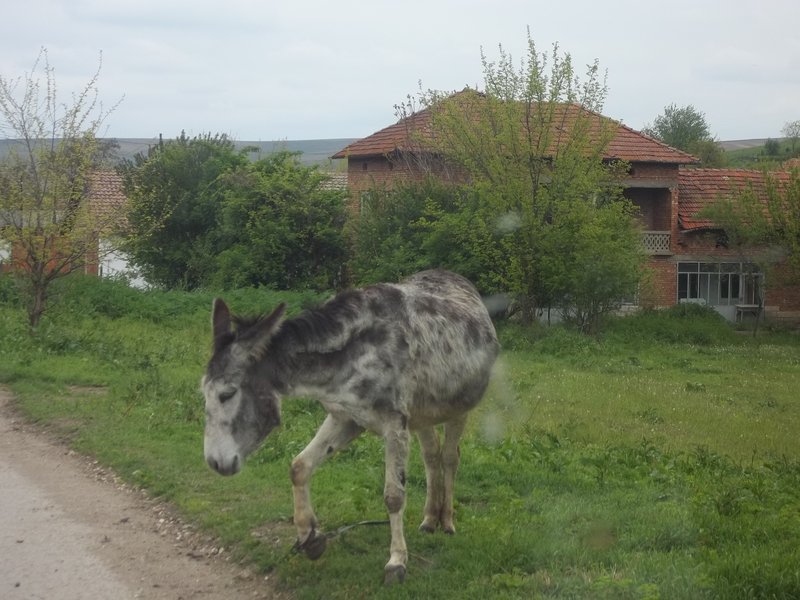 Village donkey.JPG
