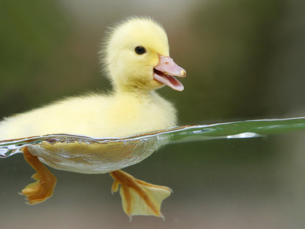baby duck.jpg