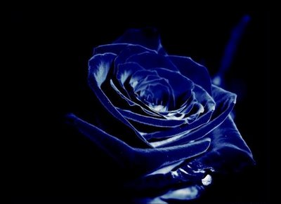 rose bleue.jpg