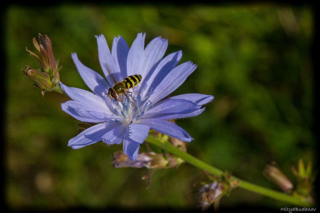 bee-on-the-flower.jpg