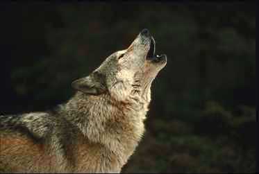 Image - Wolf, Timber, Howling.jp
