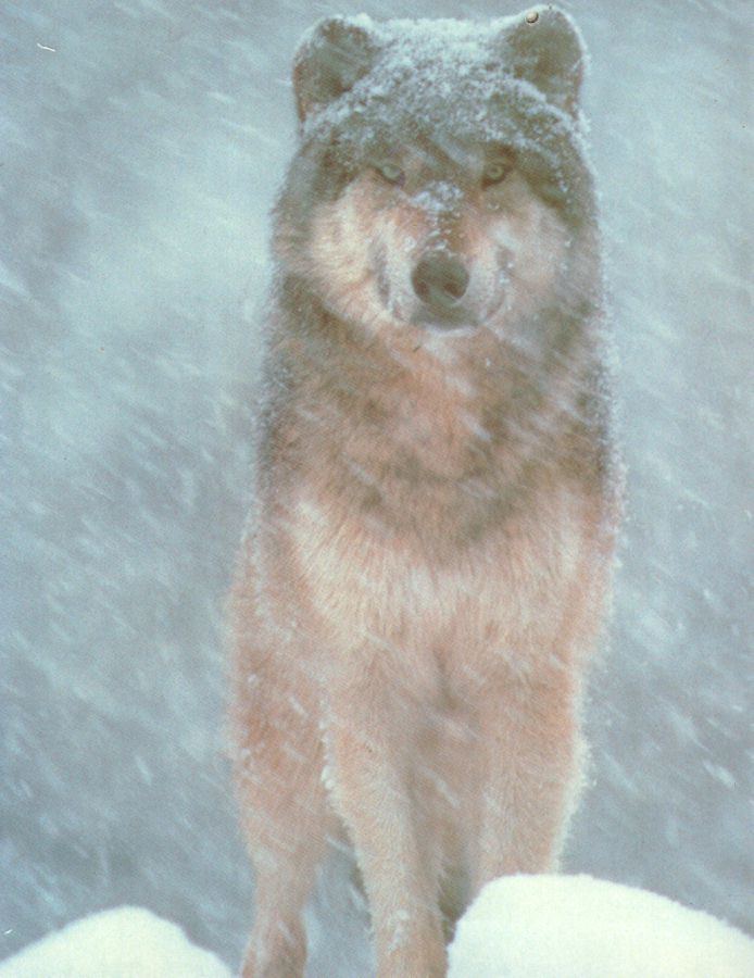 wolf 1.jpg