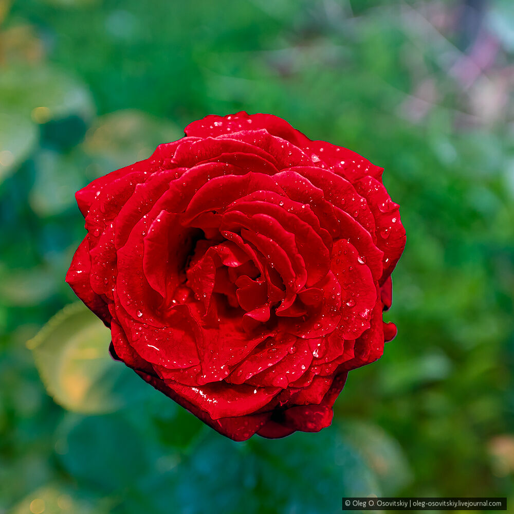 20210616_Roses_012-Edit.jpg