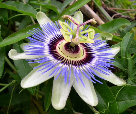 bluepassionflower.jpg