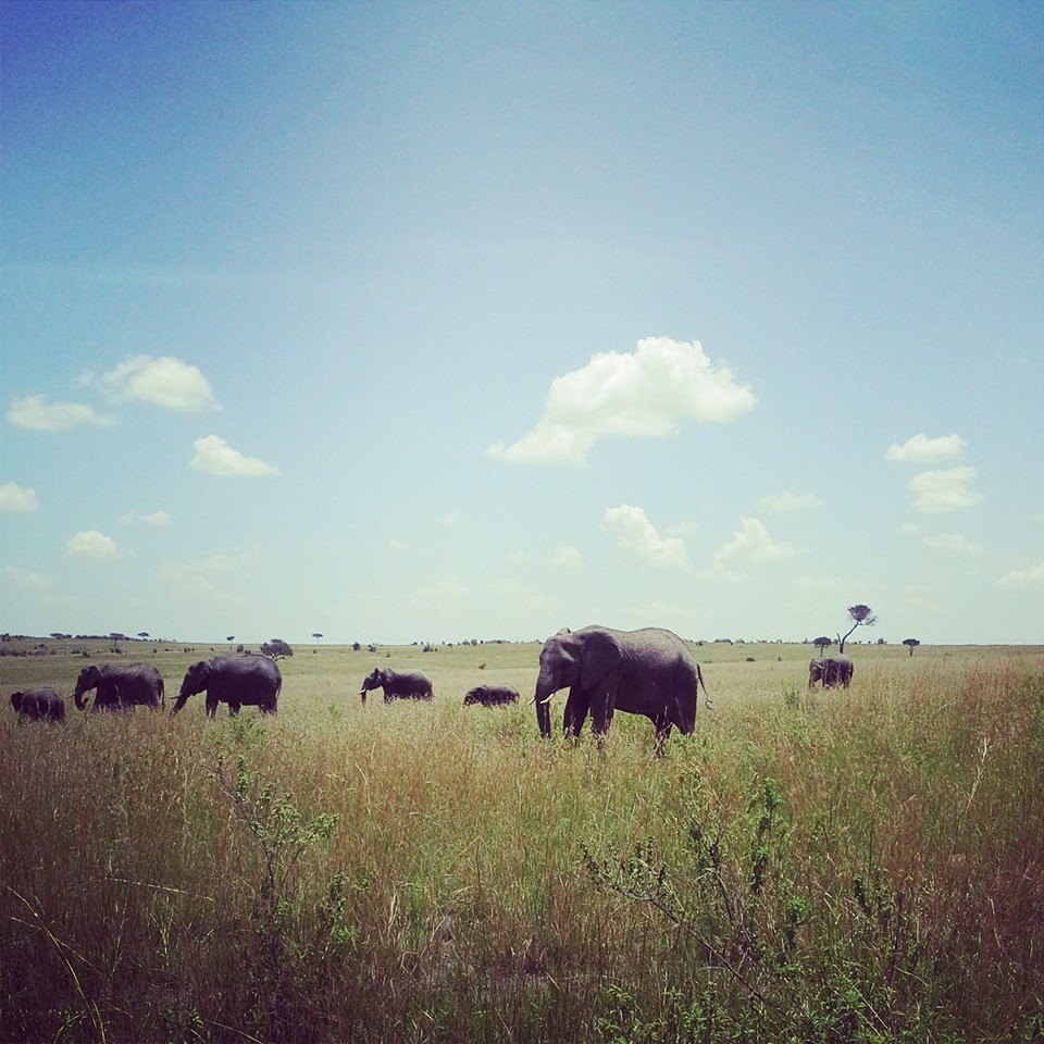 Amboseli buffaloes clients short