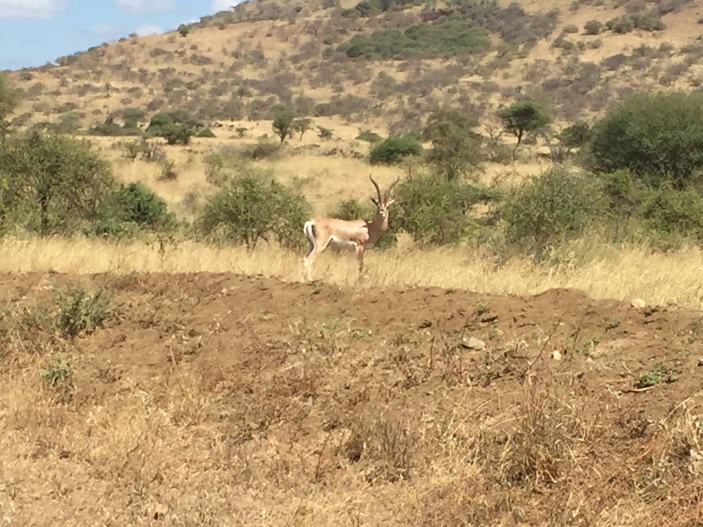 antelope on tsavo national park
