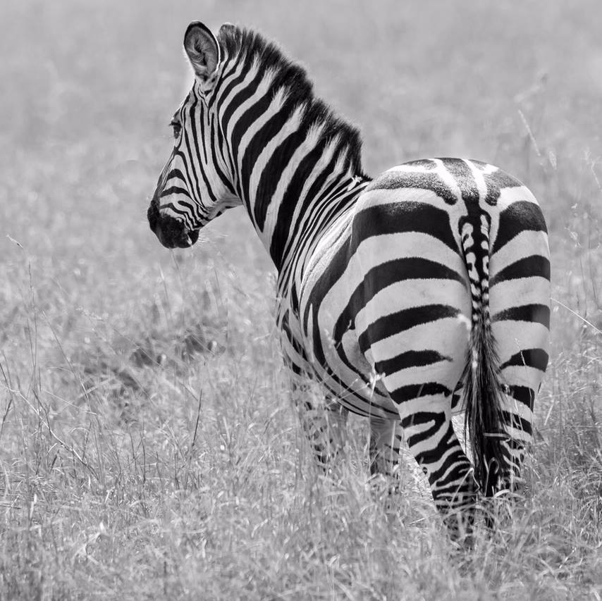 at Amboseli zebras are one of th