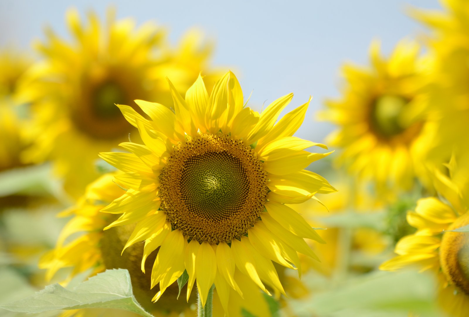 DSC_1955_sunflower.jpg