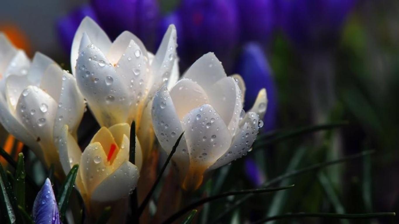 flowers-drops-beautiful-rain-whi